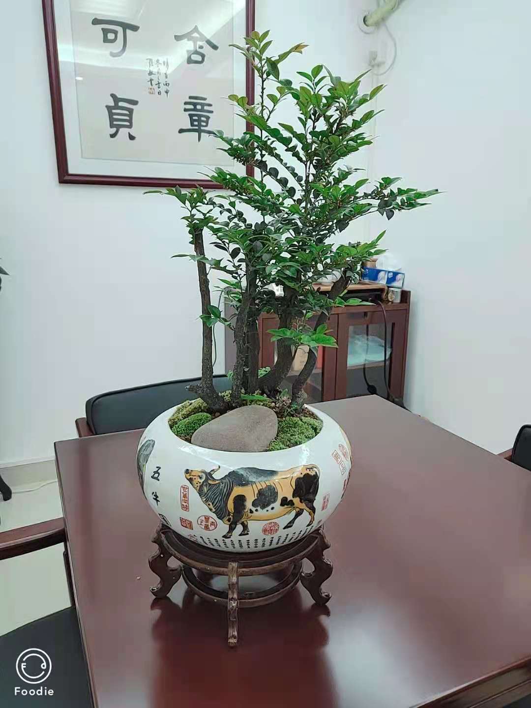 小型精品盆景