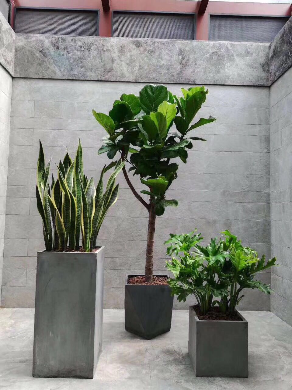 琴叶榕组合.jpg 琴叶榕组合.jpg